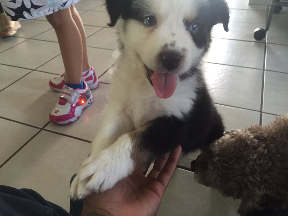 LifesTutor's tweet photo. Welcome to the family little Leo. :) https://t.co/SPpZxSbe3C
