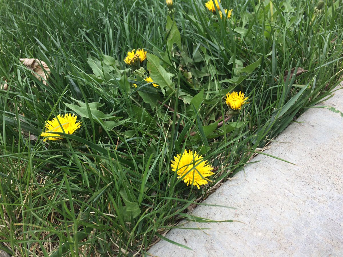 Renov8landscape's tweet photo. Are you experiencing a Dandelion takeover? Use these tips to kill them https://t.co/bvXihGaEPn https://t.co/JNvzkXg6fn
