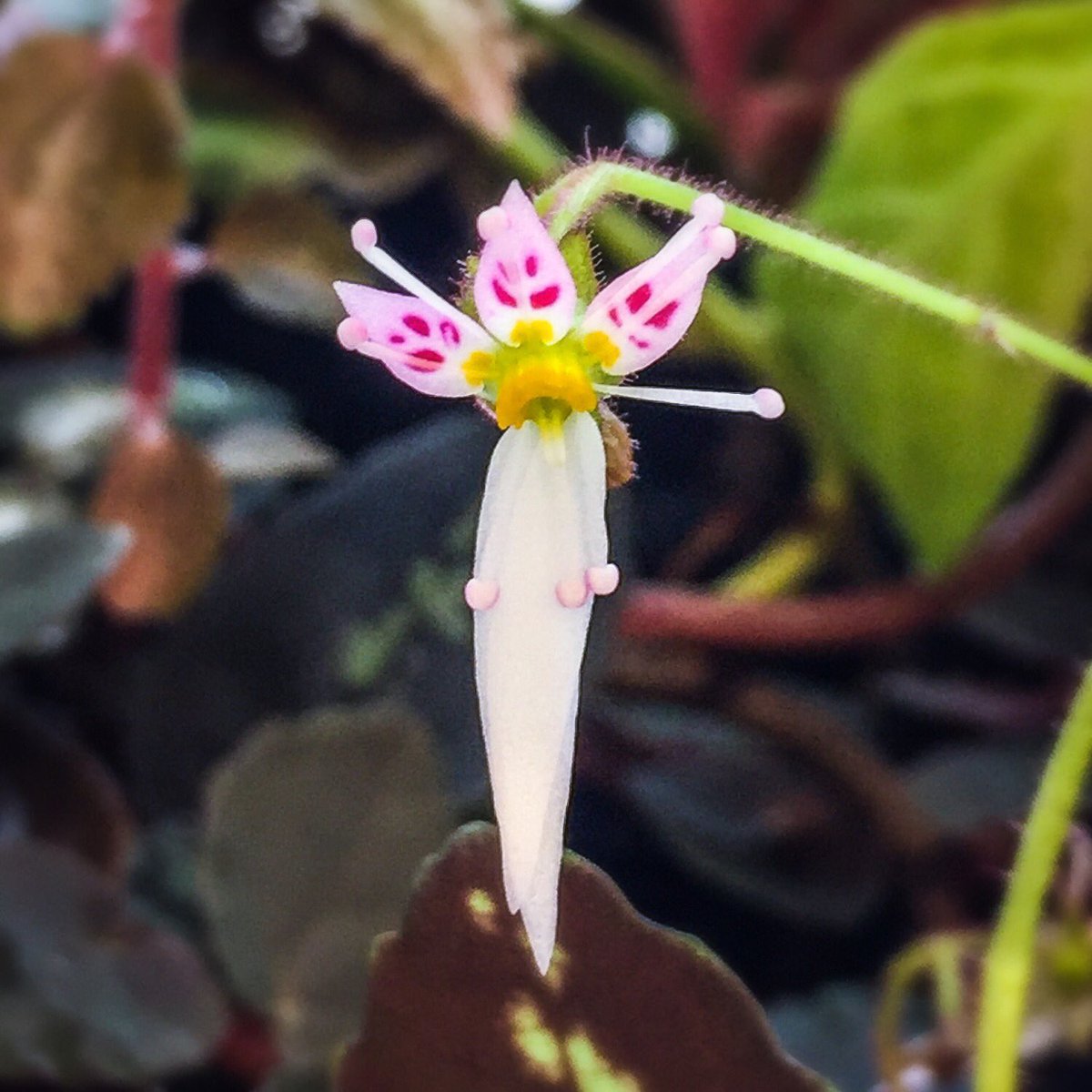 Flower of the strawberry begonia (saxifraga stolonifera) does well in terrariums. #terrarium #terrariumplants