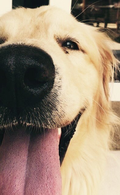 Always be yourself. Unless you can be a dog... then always be a dog.

#Dogsarefamily #dogsoftwitter