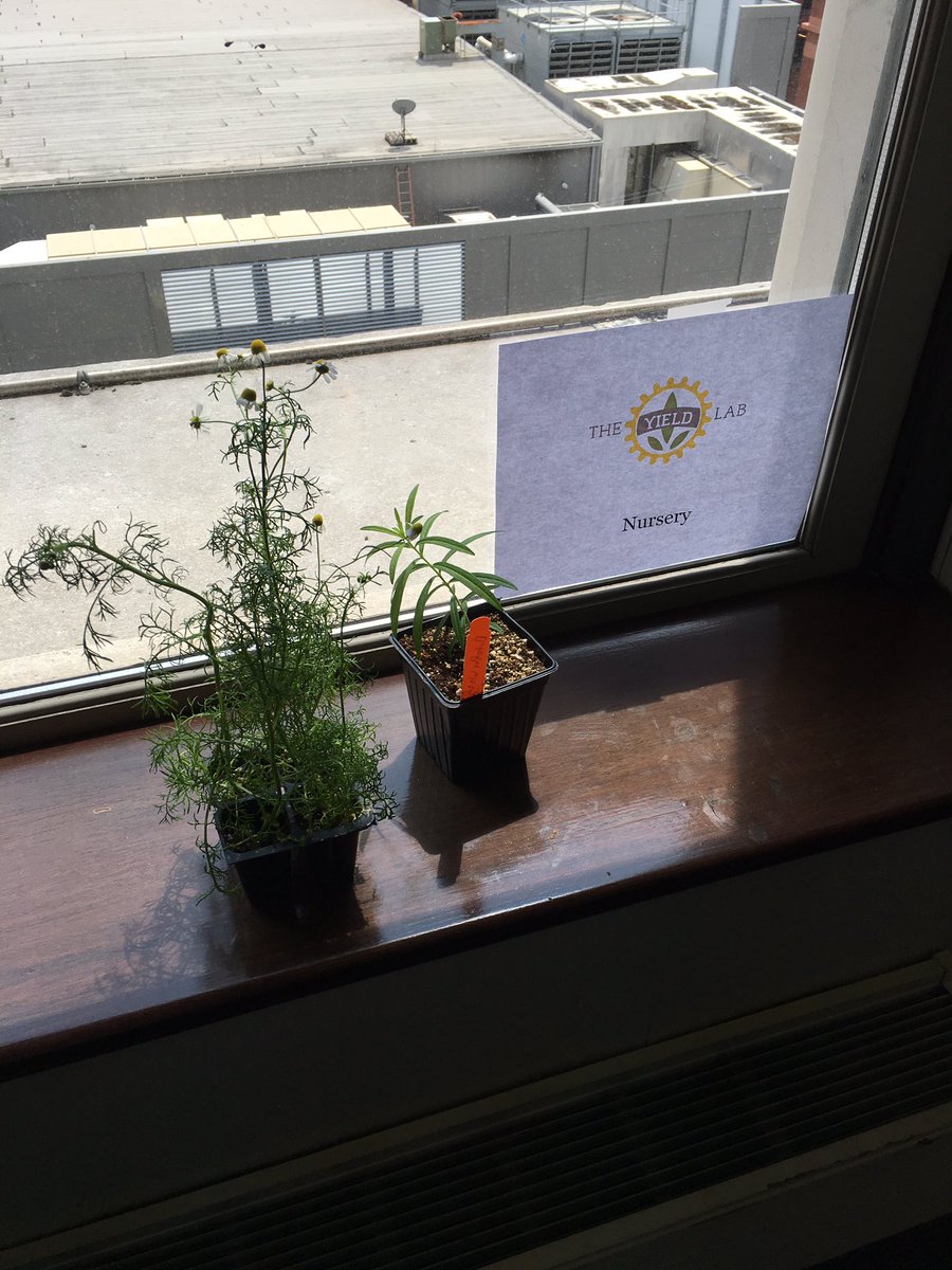 TheYieldLab's tweet photo. Thanks to @STLCC students for the first plants in the #YieldLab nursery in @DowntownTREX https://t.co/vE1m1zoj5j
