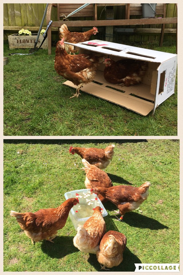 ButtonMeDesigns's tweet photo. Rescue day 3 weeks ago- now playing with the other girls. My 1st #chickenhour  https://t.co/D71IeLzyI9 https://t.co/3bK4oxOtuV