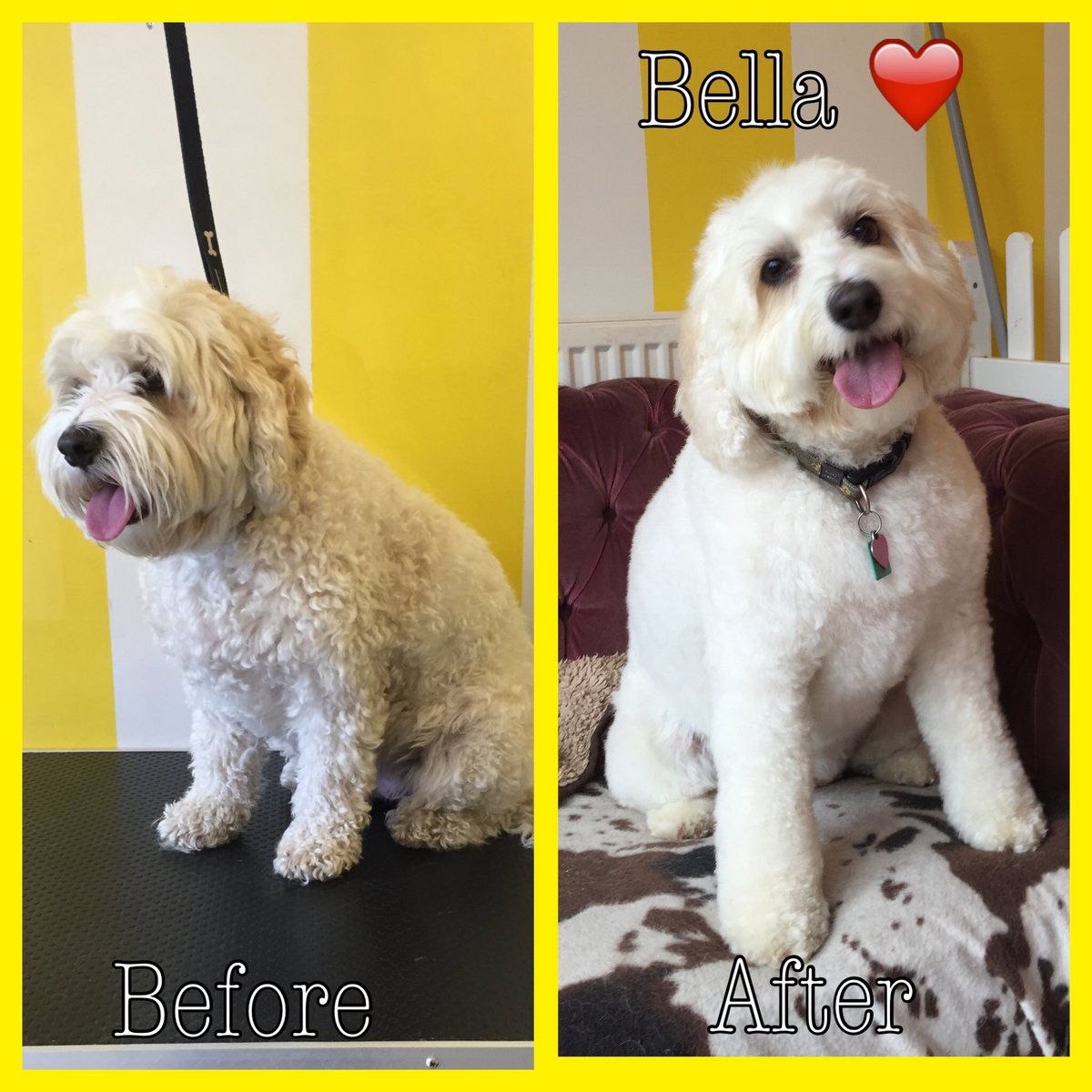 ThomasinsTidyTails tweet media