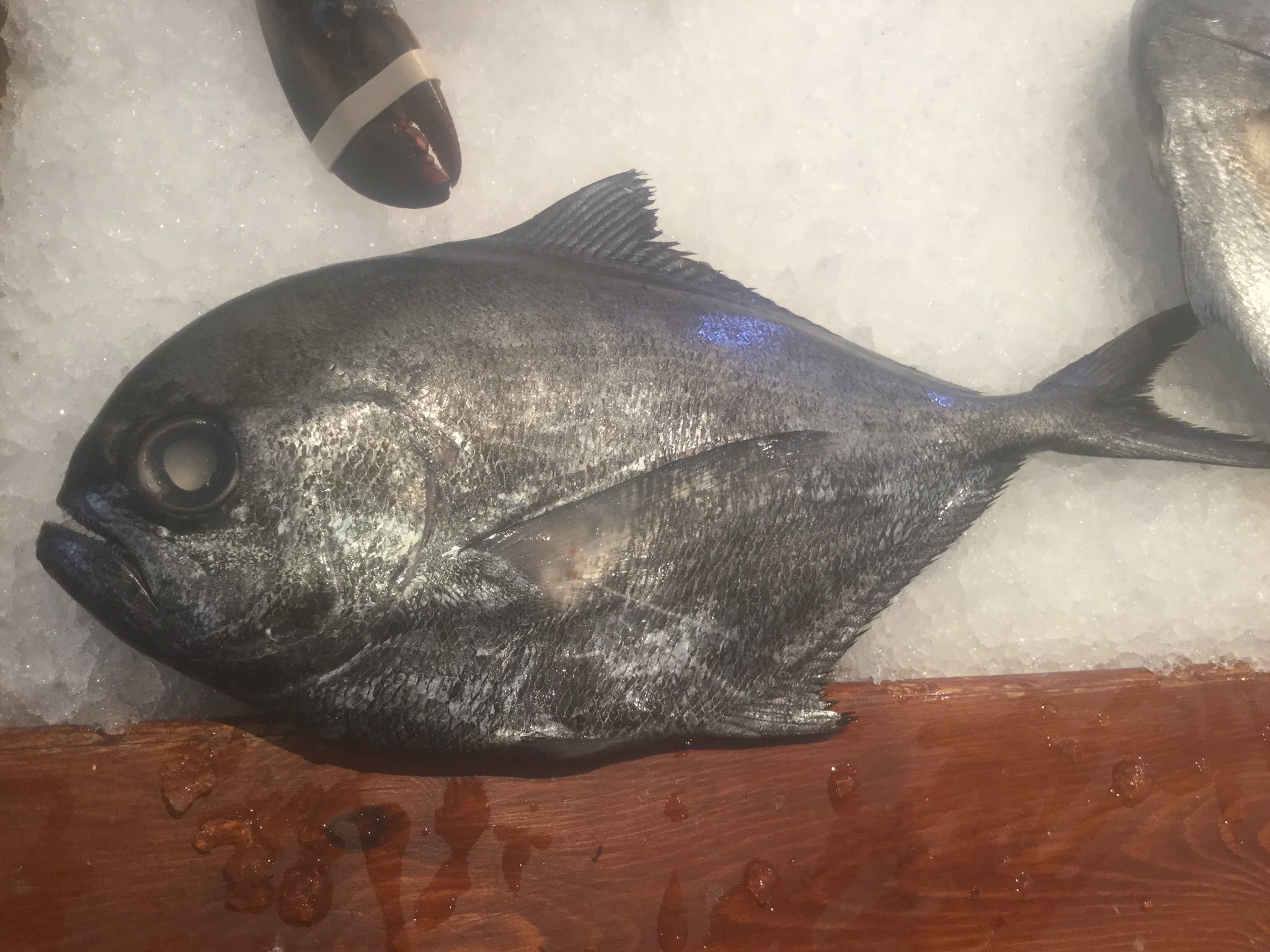 プリヒル姉さん ロンドン魚屋 今日珍しい魚入荷しました エチオピア シマガツオ と言われる魚です 日本でも見た事なかったぞ 新しいものは試してみたい姉さん早速煮付けで食してみました 脂の少ないウオゼっぽい 身はプリっと身離れよくなかなか