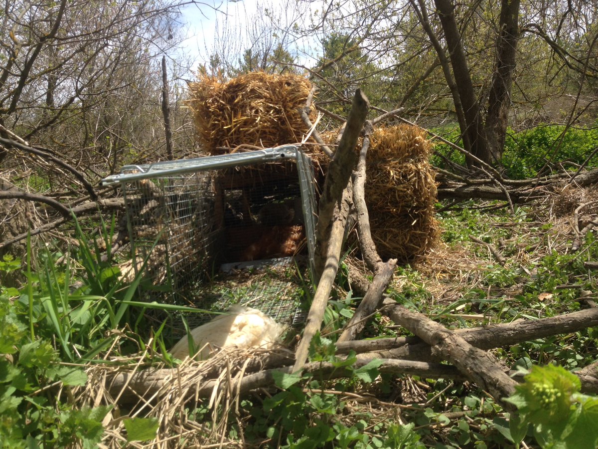 Matt Fisher (xmattxfx) Twitter