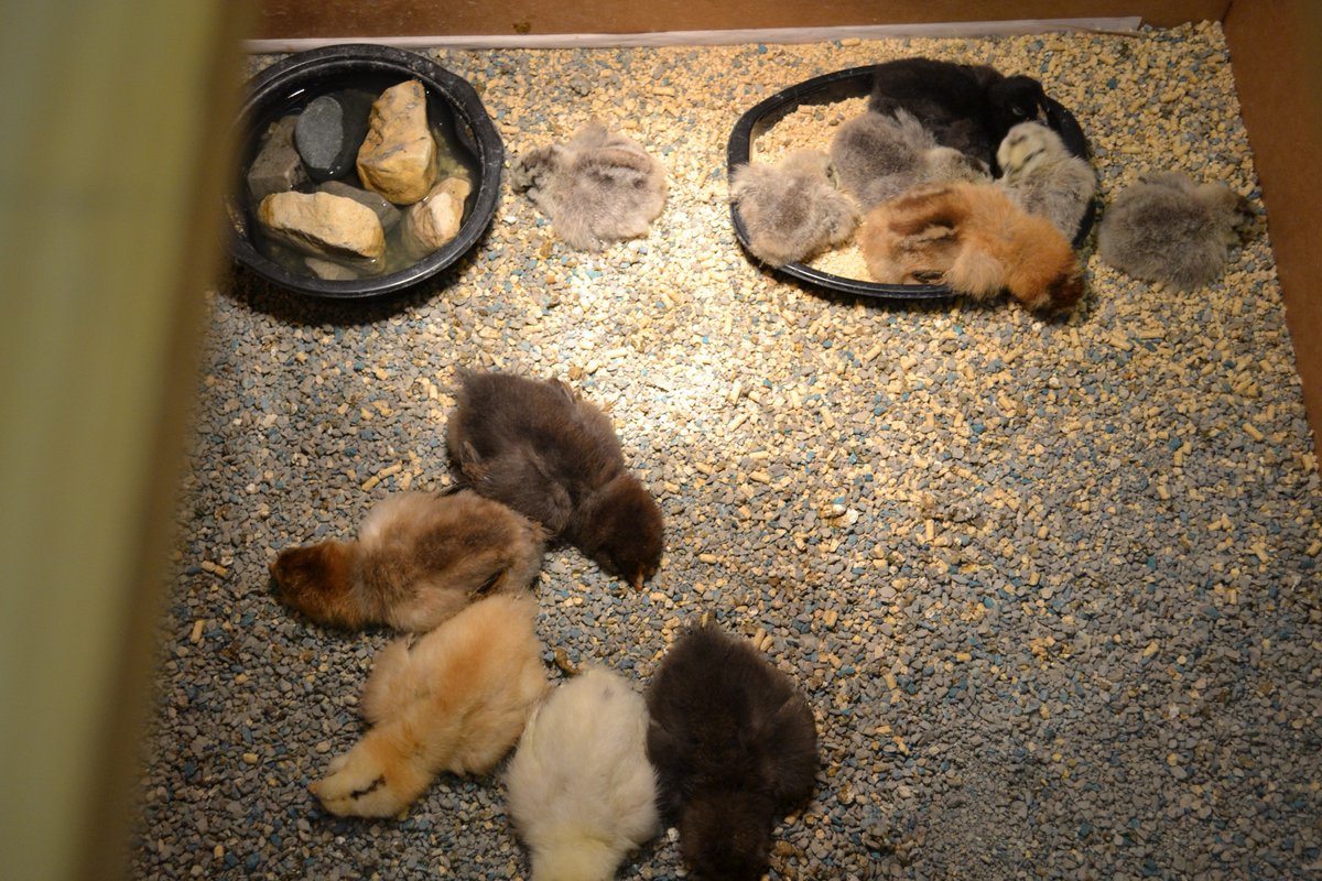 DrDScience's tweet photo. Chicks are all tired out after being held by students #funinscience #conradyjaguars https://t.co/uAJ8uWYi8q