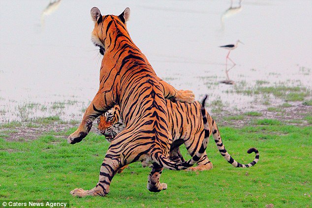 DailyMail's tweet photo. Your Kung Fu is no match for my tiger style! https://t.co/cOnfZREBGJ https://t.co/oTWNDBRZfj