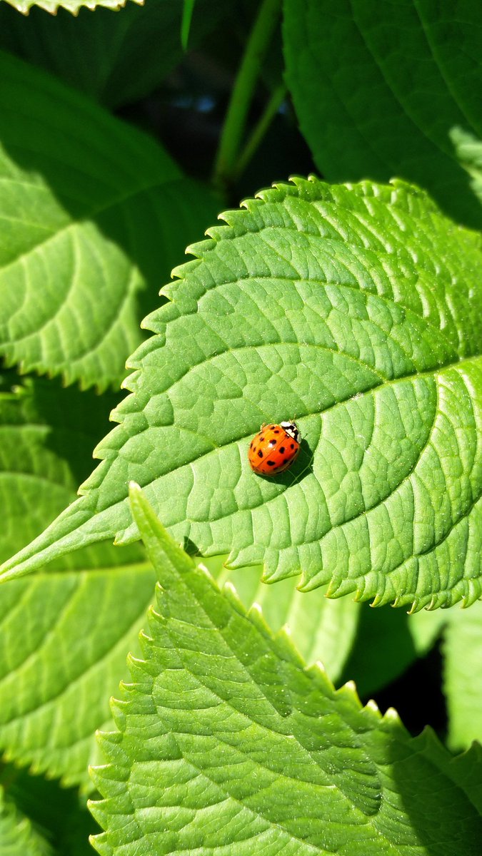 daddyjon_van's tweet image. #oneplus2 #OnePlusWorld #oneplus