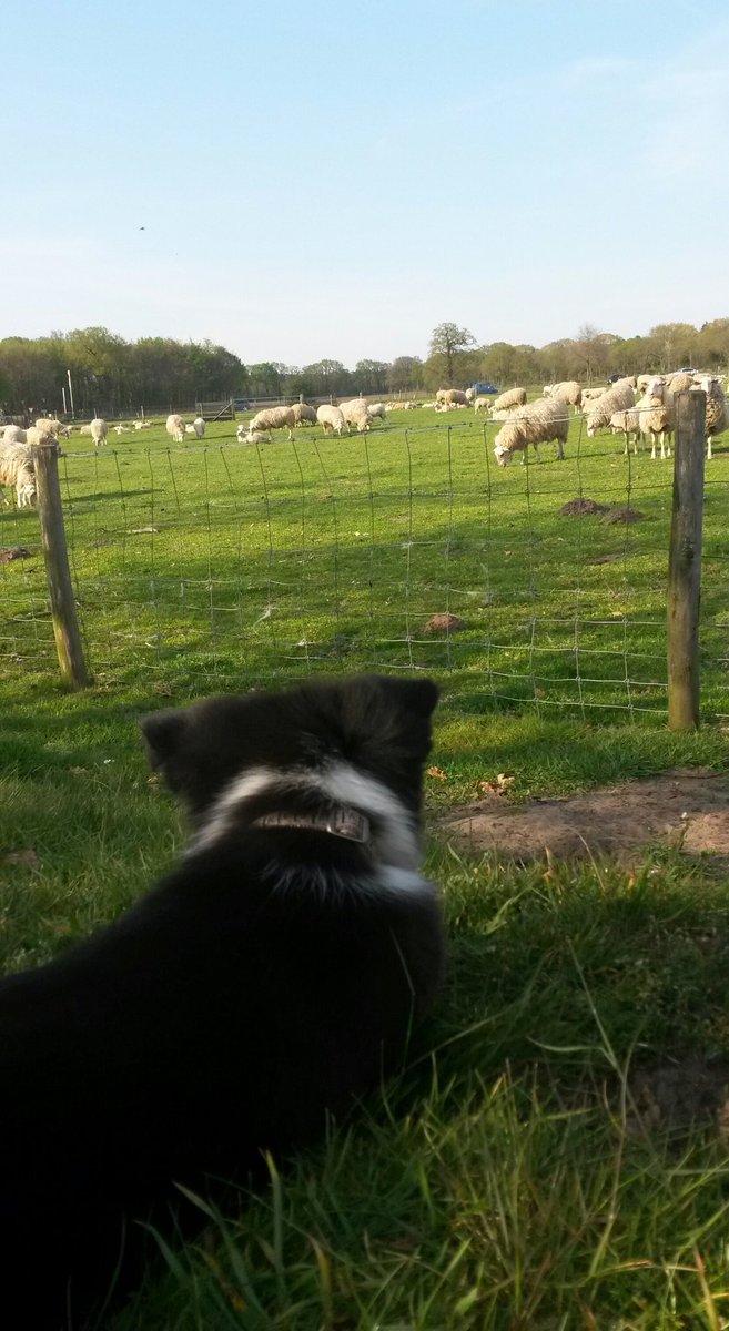 Aussie STAN (@heidert72) on Twitter photo 