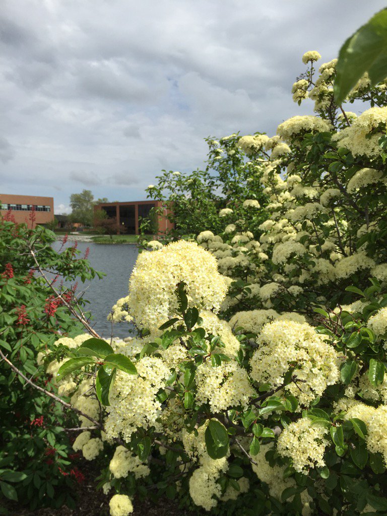 cedarville's tweet photo. Quiet campus, beautiful blossoms! #CUspring https://t.co/iySLxBdVuV