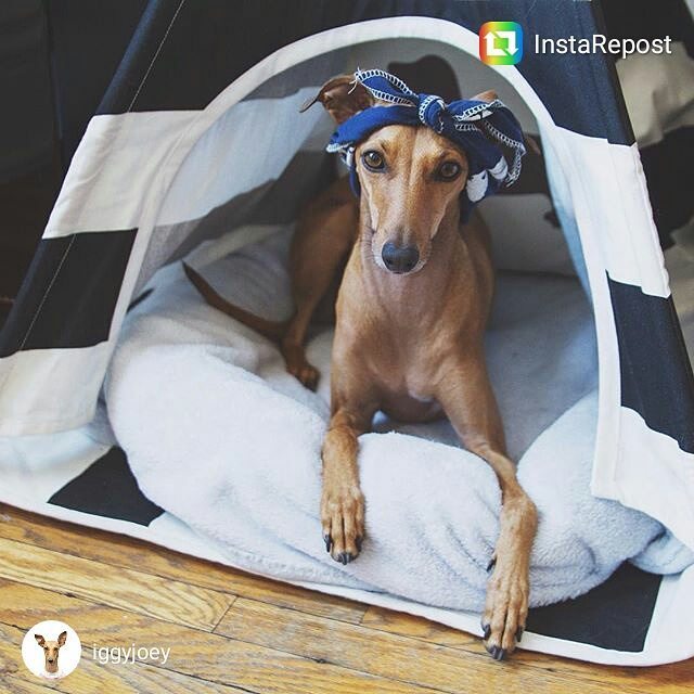 RomyandJacob's tweet photo. Everything perfect by @romyandjacob for @iggyjoey #dogteepee #bandana and cozy whisper #do… https://t.co/LxQURZCb6I https://t.co/MgDTlGKunv
