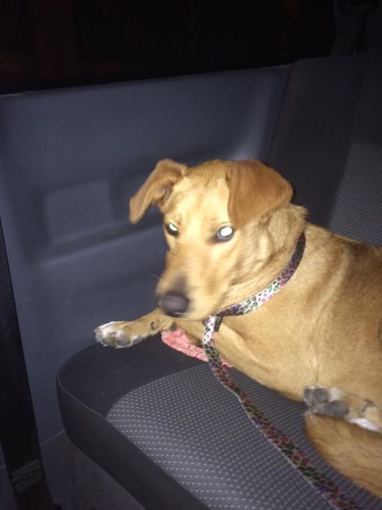 Tenemos que encontrar a la familia de este pichicho. Encontrado en Florida, Zona Norte. Macho y castrado. RT! 🙏🏻✨💫
