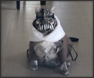 biggityj1's tweet photo. @ericbyrnes22 raccoon? https://t.co/DcdEW0D76e
