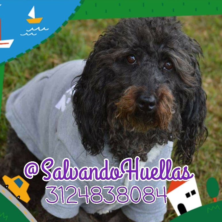 cual_estuplan's tweet photo. ONIX, una perrita que te roba besos(Esterilizada) #AdoptaNoCompres @SalvandoHuellas cel.3124838084 https://t.co/rcTJgSFn6Z Vía @garyeco