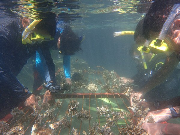 Who knew you could do coral rehabilitation as a Peace Corps Volunteer in the Philippines?
(📸: <a href="/usembassymanila/">usembassymanila</a>)