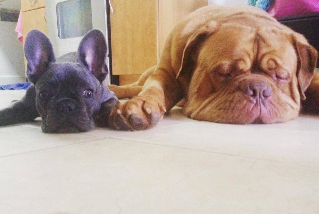 japanesefoodx's tweet photo. bosspaws1: Holding paws❤️🐾❤️🐾❤️🐾 #petsittingadventures #petsitter #frenchathome #frenchies #sushi #boss #bosspaws #… https://t.co/E8UEPT4wIL