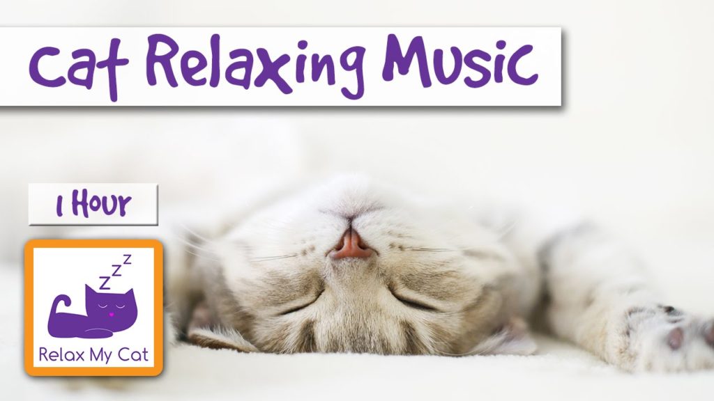 EmpireOfRelax's tweet image. goo.gl/AhUcHF --&amp;gt; Cat Relaxing Music - ... #BehaviourProblems #CalmDownMyCat #CatBehaviourProblems