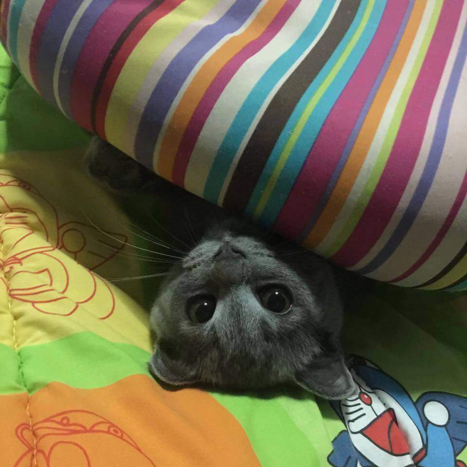 Mouh_Ralph's tweet photo. Bonne_nuit .... 😉😊. https://t.co/tRUW9kz1OF