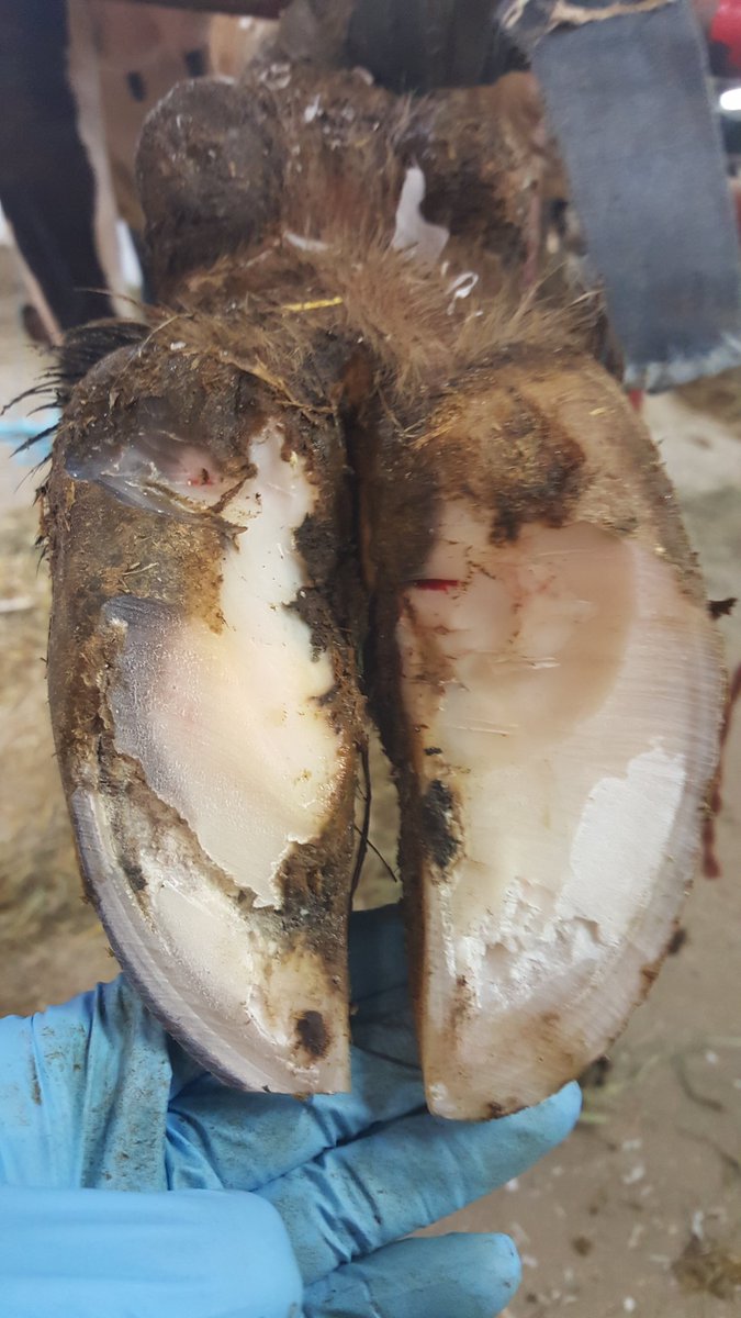 JustinRDMV's tweet photo. .@CousineauAlbert @LLMTomW @dairycowfootdoc @simonsigner @Rippleview let's play! #cotemonparage #ratemytrim https://t.co/pqKhRRNRiP