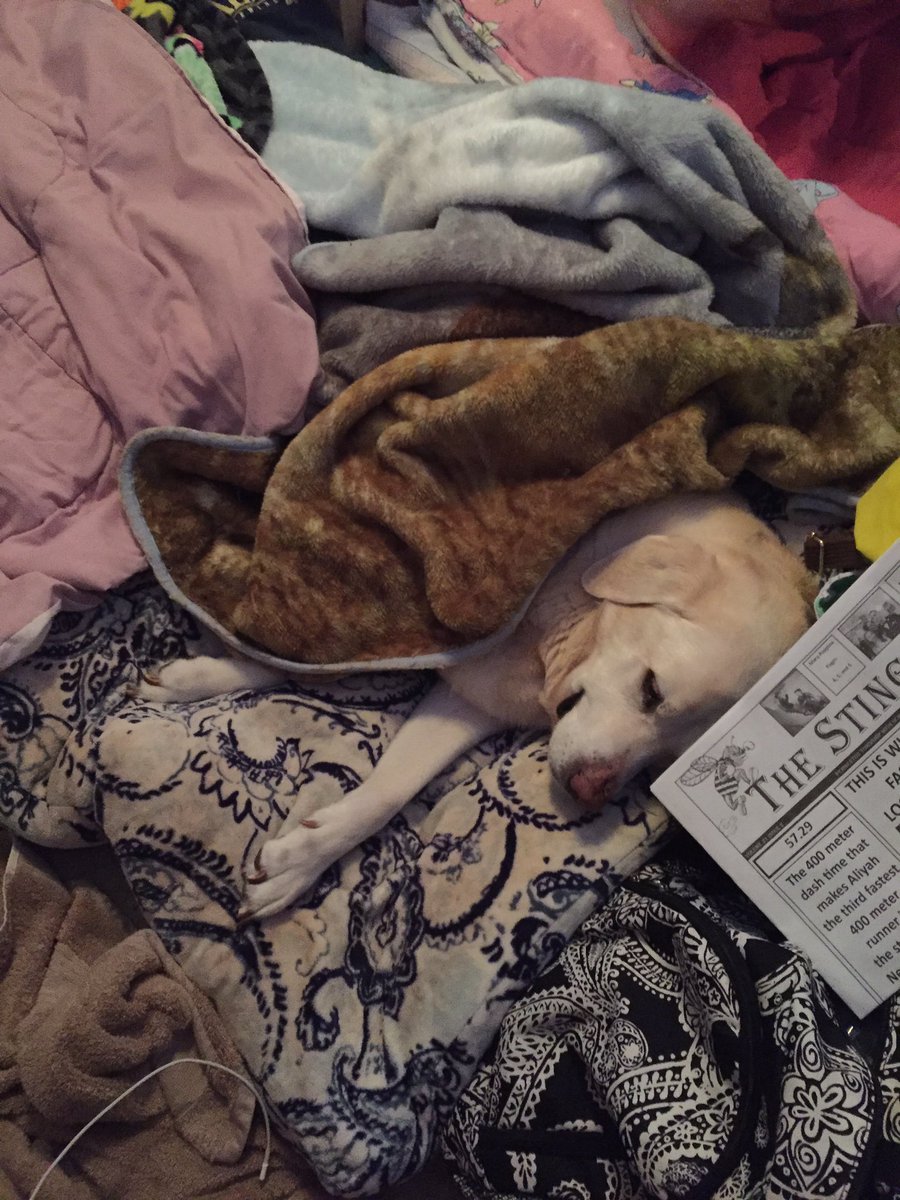 aleciamooreee's tweet photo. @Pink @iHeartRadio can you say hi to my dog Carly she loves sleepovers and loud p!nk music #iHeartPink https://t.co/I1jduZpLvi