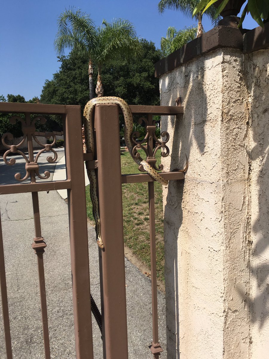 Oh..And there's this waiting for me on my gate upon return of walking my dog! #snakesonagate #ilovecalifornia