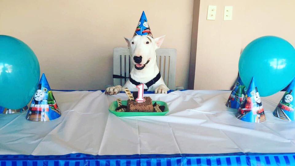 TaishaPietri's tweet photo. El bebè de la casa cumplio su primer añito https://t.co/rfh9nEC7ZS
