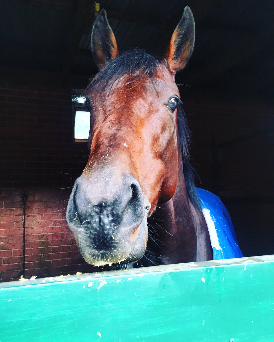 FirstLight_FLR's tweet photo. Exciting 2yo son of So You Think KACHING looking outstanding back at Caulfield for @cmaherracing π https://t.co/5fj7CAOJzF