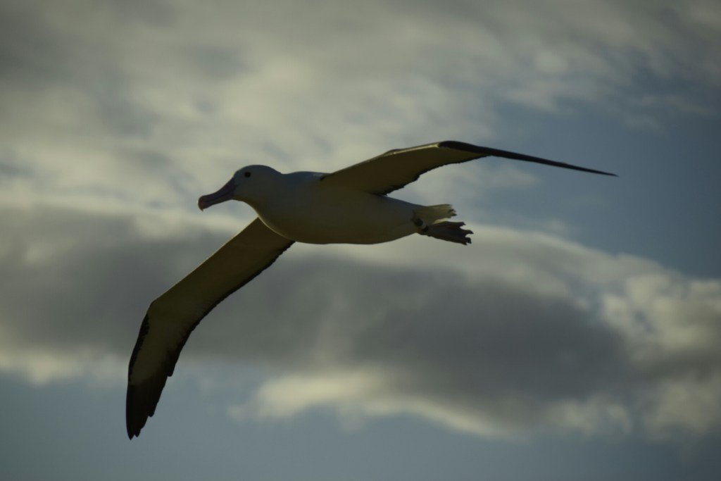 Albatross, Pengiuns, Sea Lions and… jessworldadventure.wordpress.com/2016/05/10/alb…
