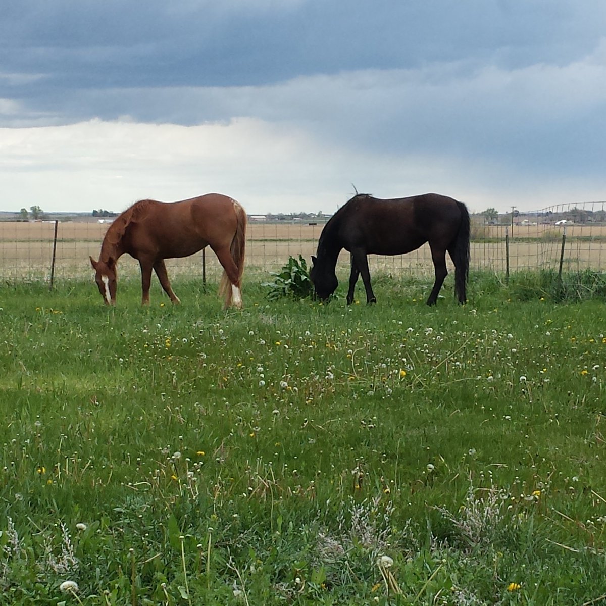 CSWilson_Author's tweet photo. Gosh, I love these two. #Skeeter #copper #BLMmustangs https://t.co/BjF5ITjsvS