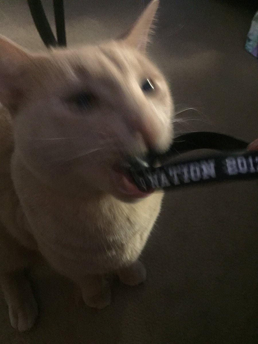 savannah tweet media