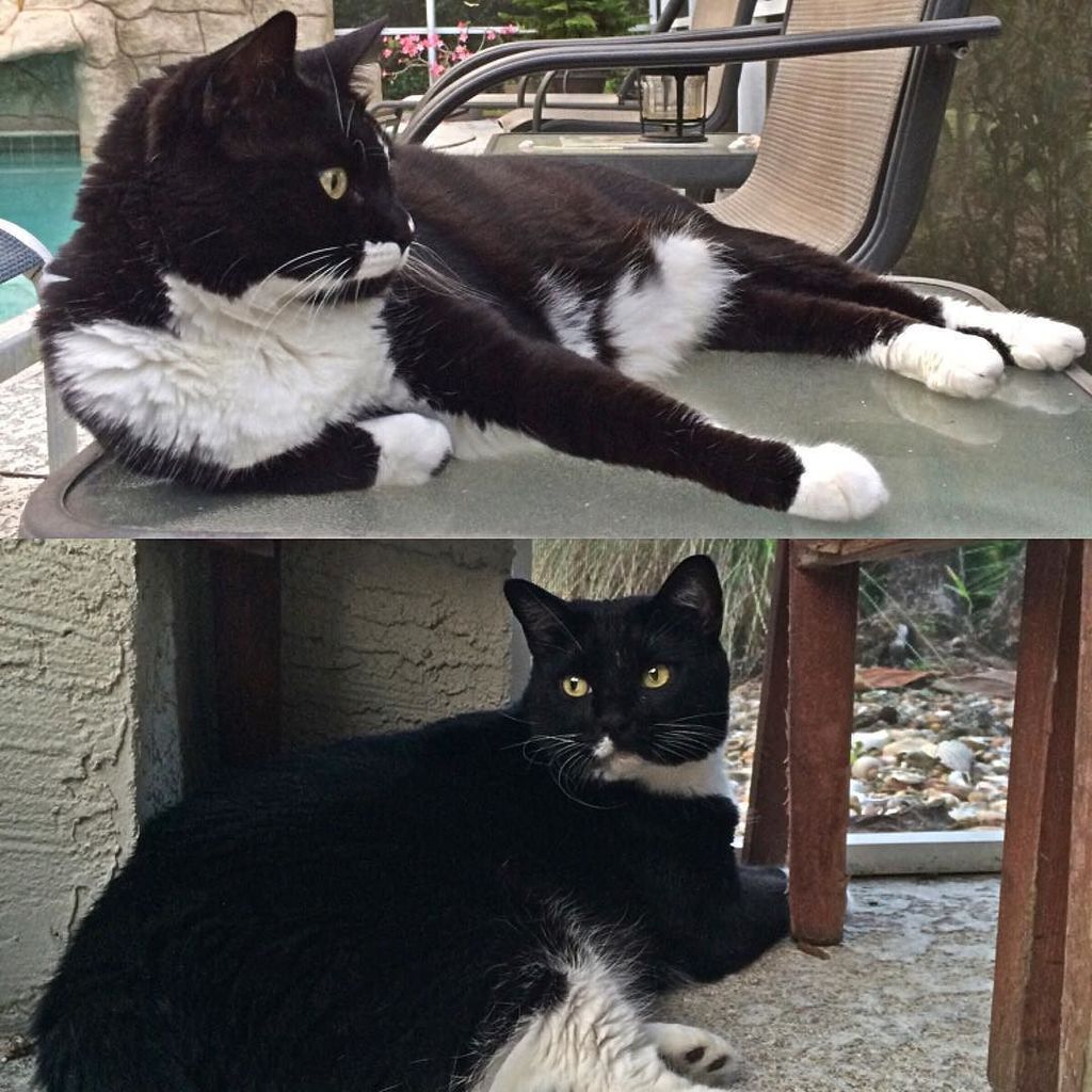 wendy_2parra's tweet photo. #Stella and #chillin #mommasbabies #mygirls #furbabies #tuxedocats #couple of #classy #cats #picstitch #blacknwhit… https://t.co/pddfpo3bUm