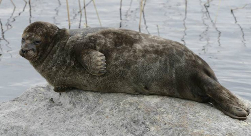 The Daily Pinniped tweet media