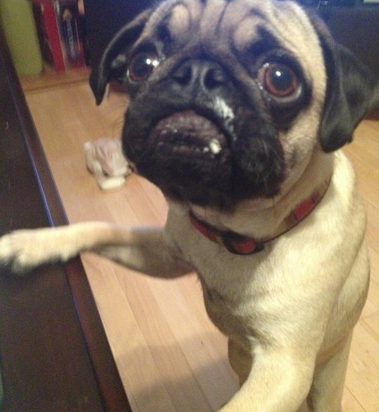 Puglee_Pug's tweet photo. Throwback 🙈 he loves his waffles! #bugthepug #pug #pugs #puglife #pugsofinstagram #pugstagram #pugsrequest #dog #do… https://t.co/3AY3pbcE3l