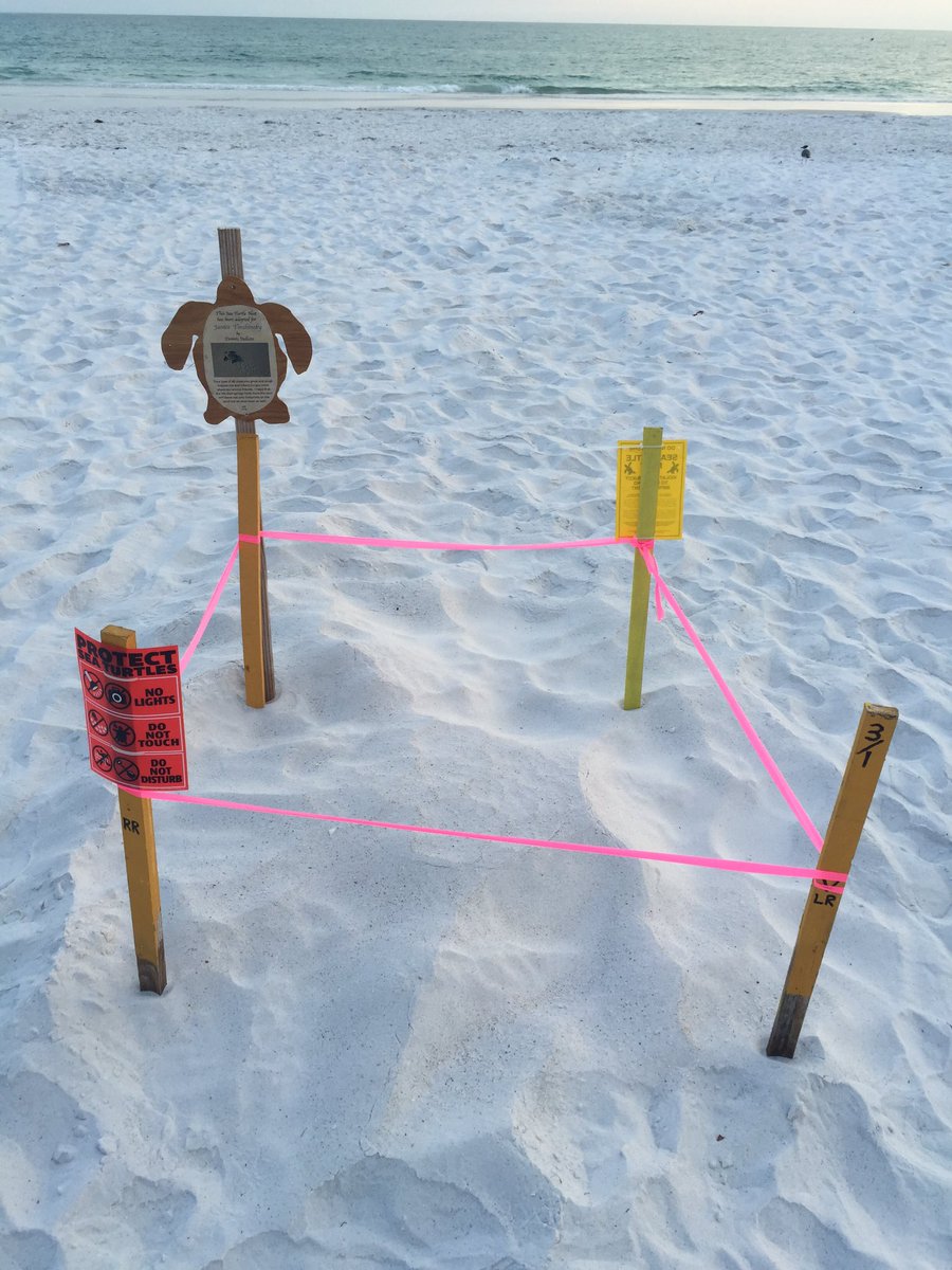 chappers_lucy's tweet image. #islandlife #turtlenest #AMI #florida #beach #wildlife 🐢