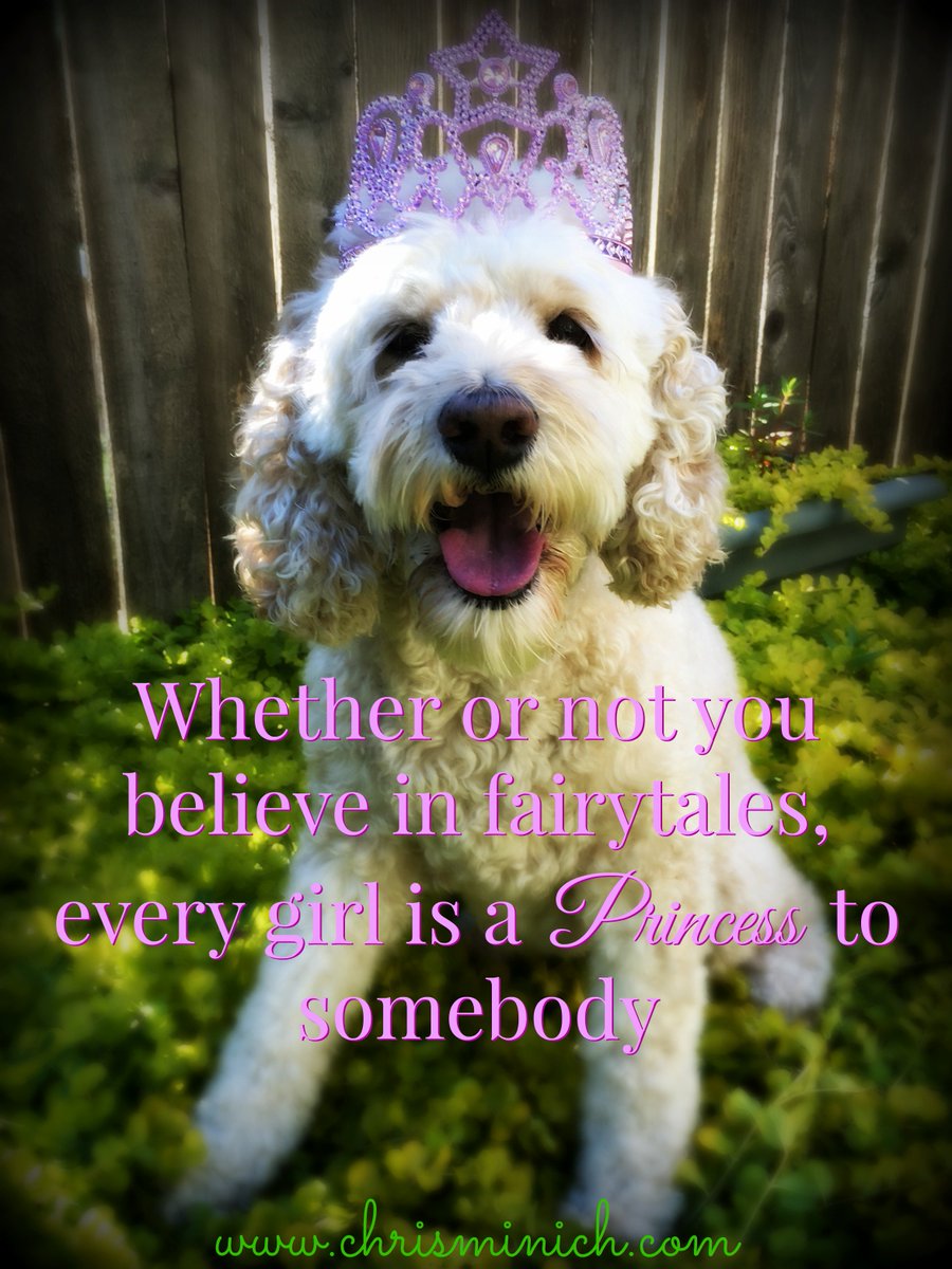 CockapooSyd's tweet image. Happy (almost) summer from Princess Sydney! #craftycockapoo #CoolForTheSummer