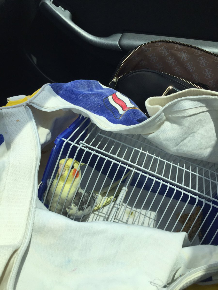 Mischief is such a #goodbirdie he was whistling and being his happy lil self on the way to #birdsplus 😊#22yrsbaby