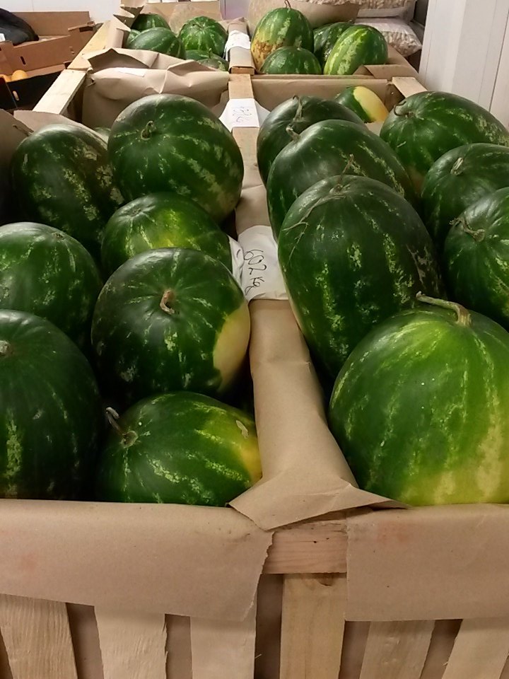 TotalPWolves's tweet image. Lovely melons @TotalPWolves