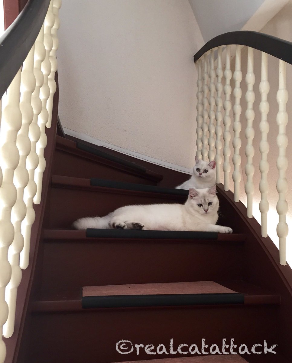 Love to sit on public stairs. After scratching the door the whole night human finally opened it. Succeed! #catlife