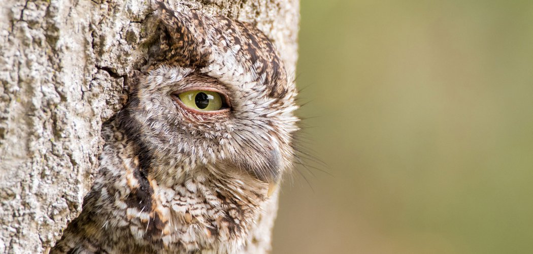 Audubon 2016 Awards: 31 awesome photographs of wild birds ©William Kleinfelder telegraph.co.uk/news/2016/05/1…