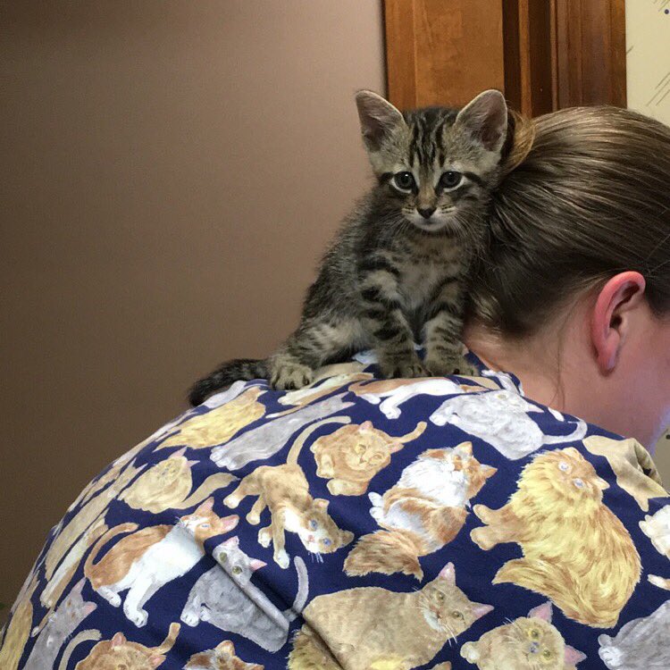 AltadenaValley's tweet photo. We'll have kittens available for adoption soon! Come give one a fur-ever home 💕 https://t.co/4vX597avFV