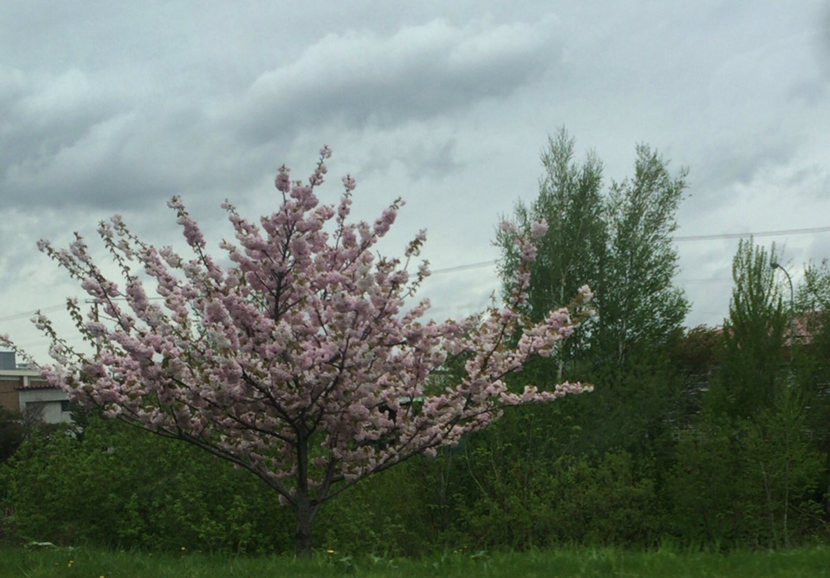 たかし Pe Twitter 桜の花が雨に濡れてうな垂れているけれど美しい サラリーマンは今日も電車でうな垂れているけれどかっこいい 綺麗な朝に 今日も感謝 1時間の遅刻