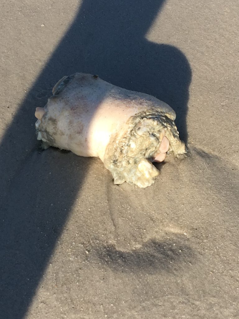 Beachgoers disturbed by remains washed ashore - bit.ly/1ZDhqiS #winknews