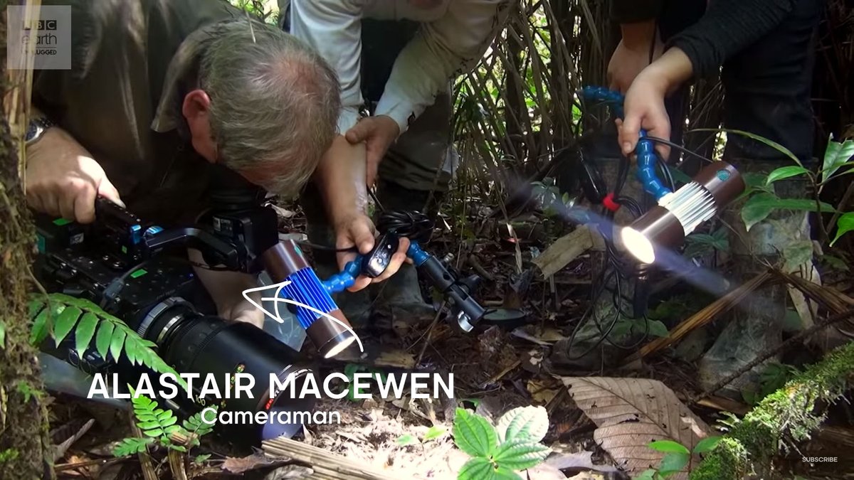 BBCEarthAsia's tweet photo. Learn how #TheHuntBBC crew filmed army ants! Catch the full episode this Wed @ 8.10pm (SG) https://t.co/Kgofm7wEZM https://t.co/wyhqLtFVyj