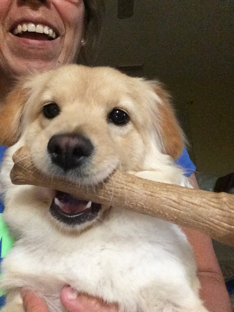 psalmeron's tweet photo. I hope this dogwood stick works with Sugar #chewingmachine 🐺😱 https://t.co/TVReNkMFCa