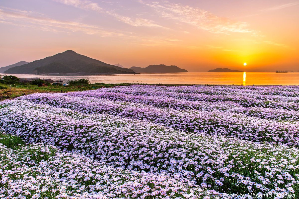 大川正仁 瀬戸内海の楽園 薄紫色のマーガレットと朝焼け 東京カメラ部 風景 Landscape Photography 絶景 香川県 瀬戸内海 さぬき市 三豊市