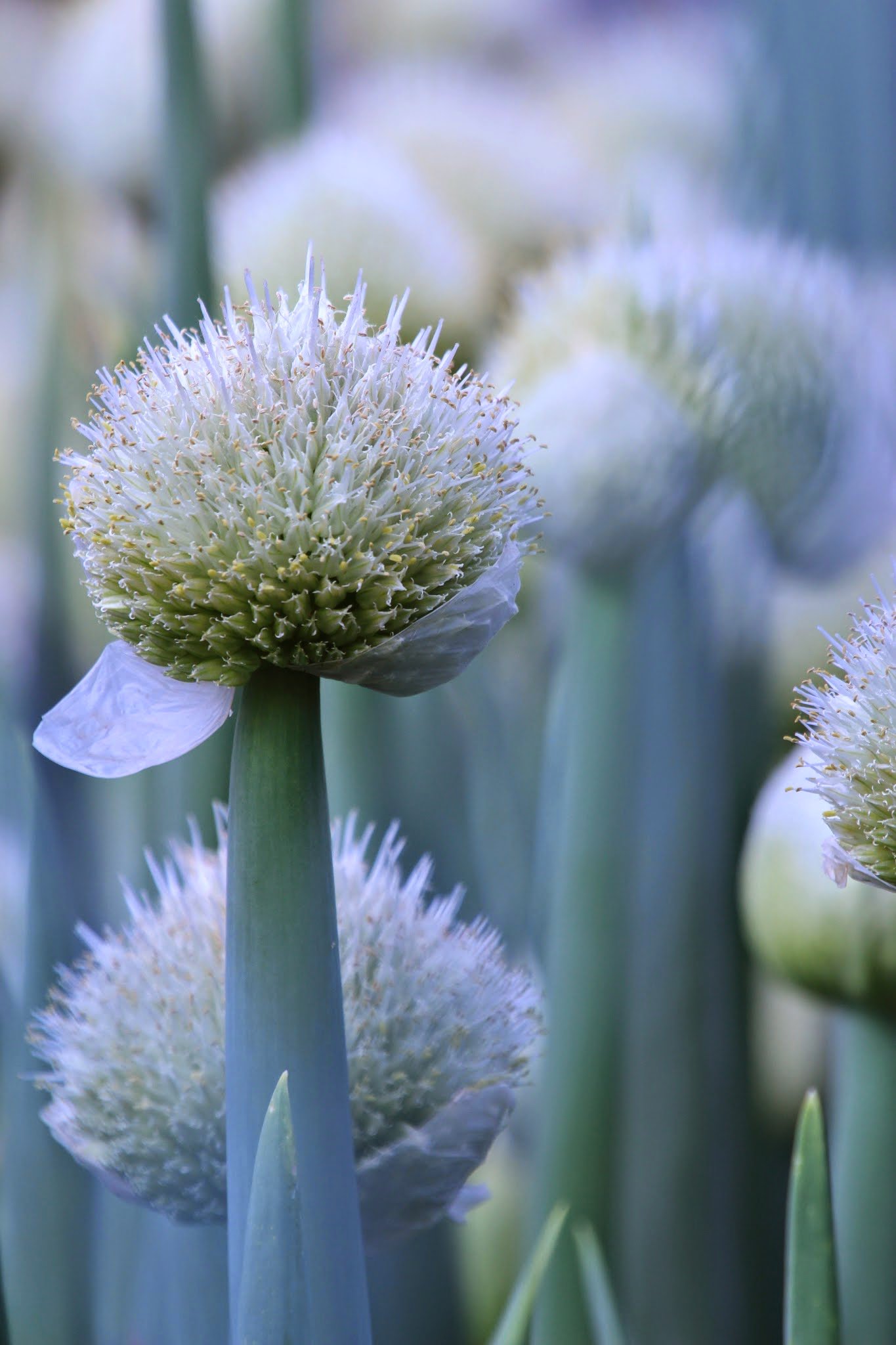 葱の花 Twitter Search Twitter
