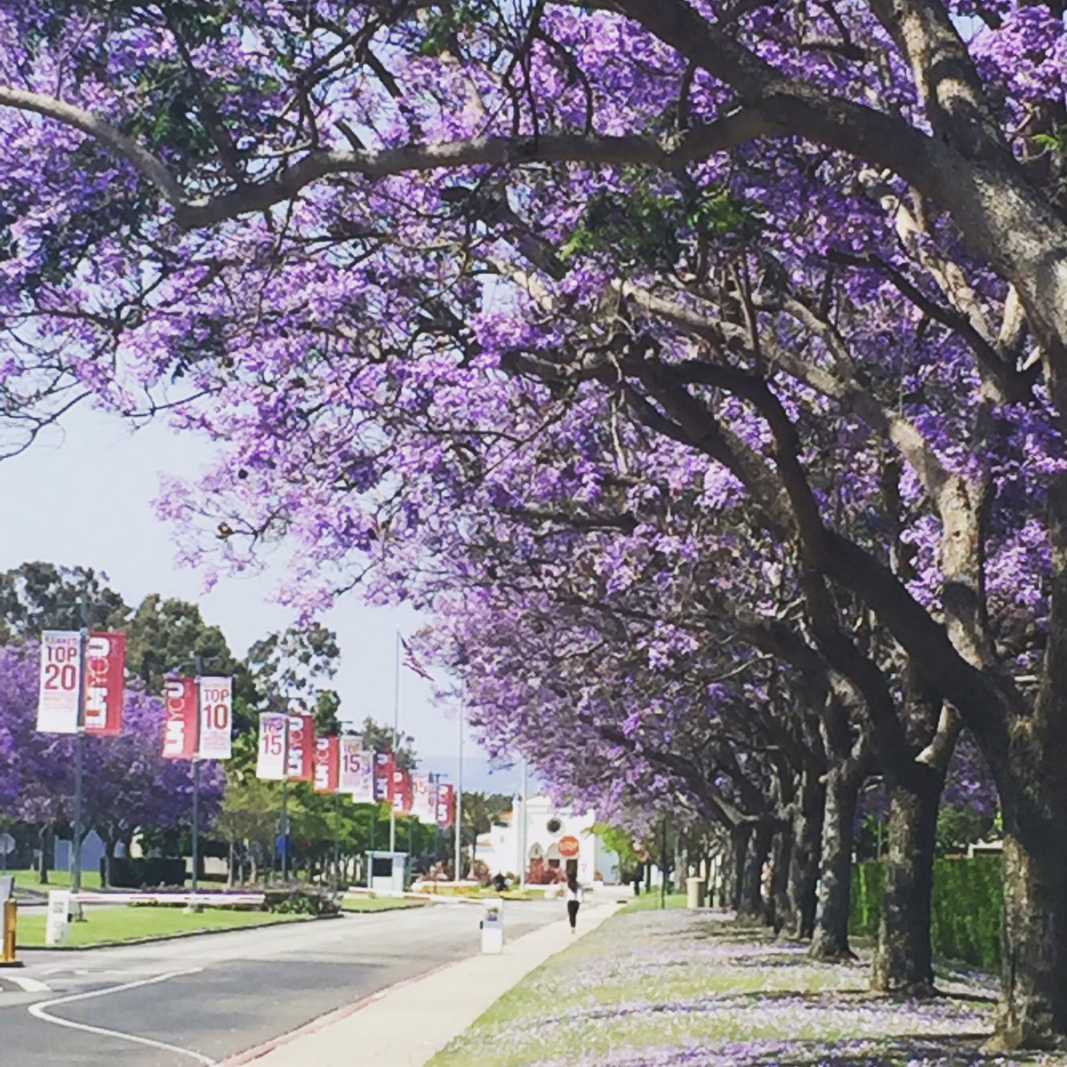 AshleyOkimoto's tweet photo. Pretty lucky to call this place home for the past 14 years. #ILoveLMU #proudalum #beautifulworkplace https://t.co/6u2RwWDq5h