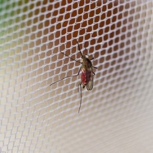 jhonesrobat's tweet photo. Temporary Solutions Won’t Help, Go For Lasting Ones...
https://t.co/zYriH3vYFl
#LongLastingInsecticidalNets #Nets https://t.co/x9wqfhNQAW