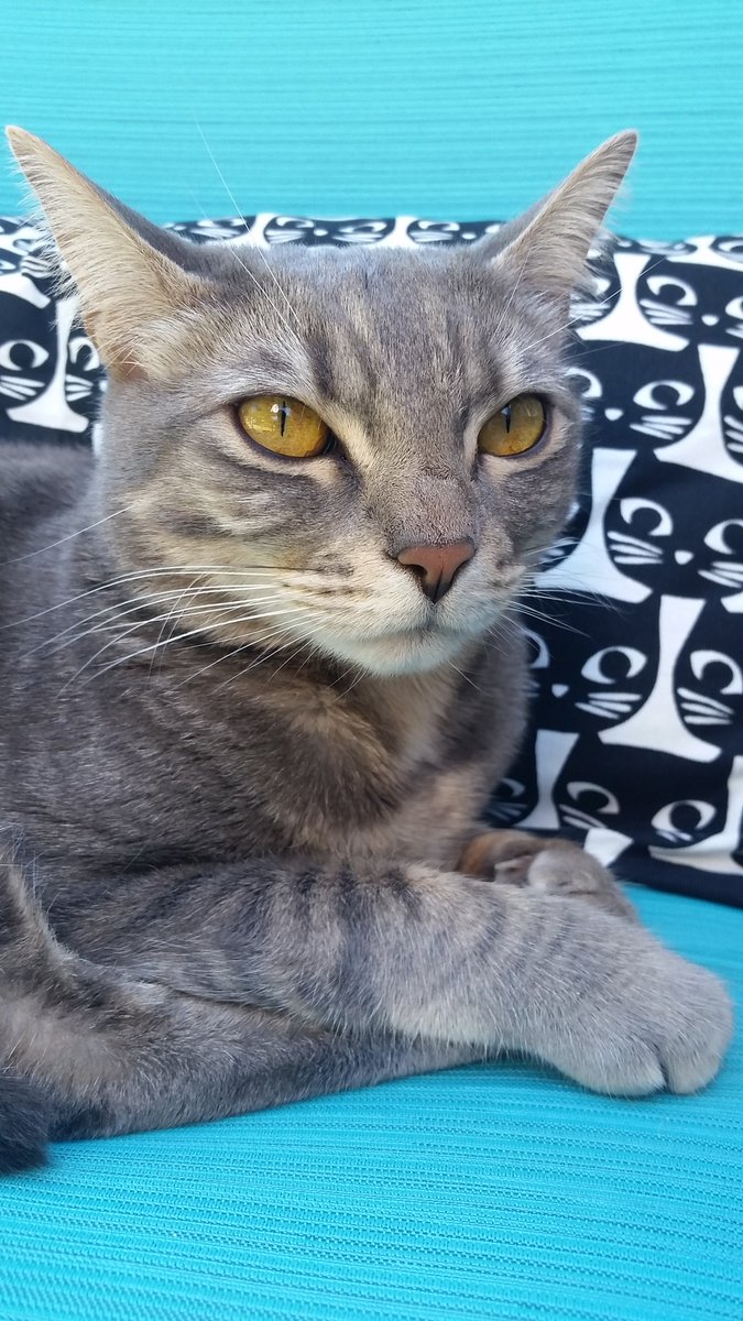 Alejandro D. Cat (@theAlejandrocat) / Posts / X