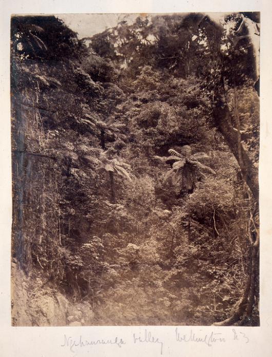 oldnzpics's tweet photo. 1859 Ngahauranga Valley, Wellington, NZ - Photograph taken by Matthew Fortescue Moresby https://t.co/QecBILDv95 https://t.co/tPY99t06e9
